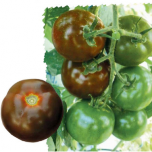 Мавр F1 - томат індетермінатний, Lark Seeds (Ларк Сідс), США фото, цiна